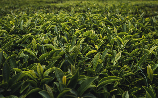 International Tea Day