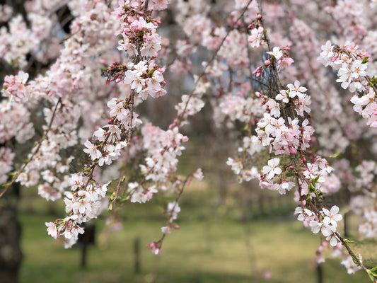 🌸 Sakura, Spring, and New Beginnings